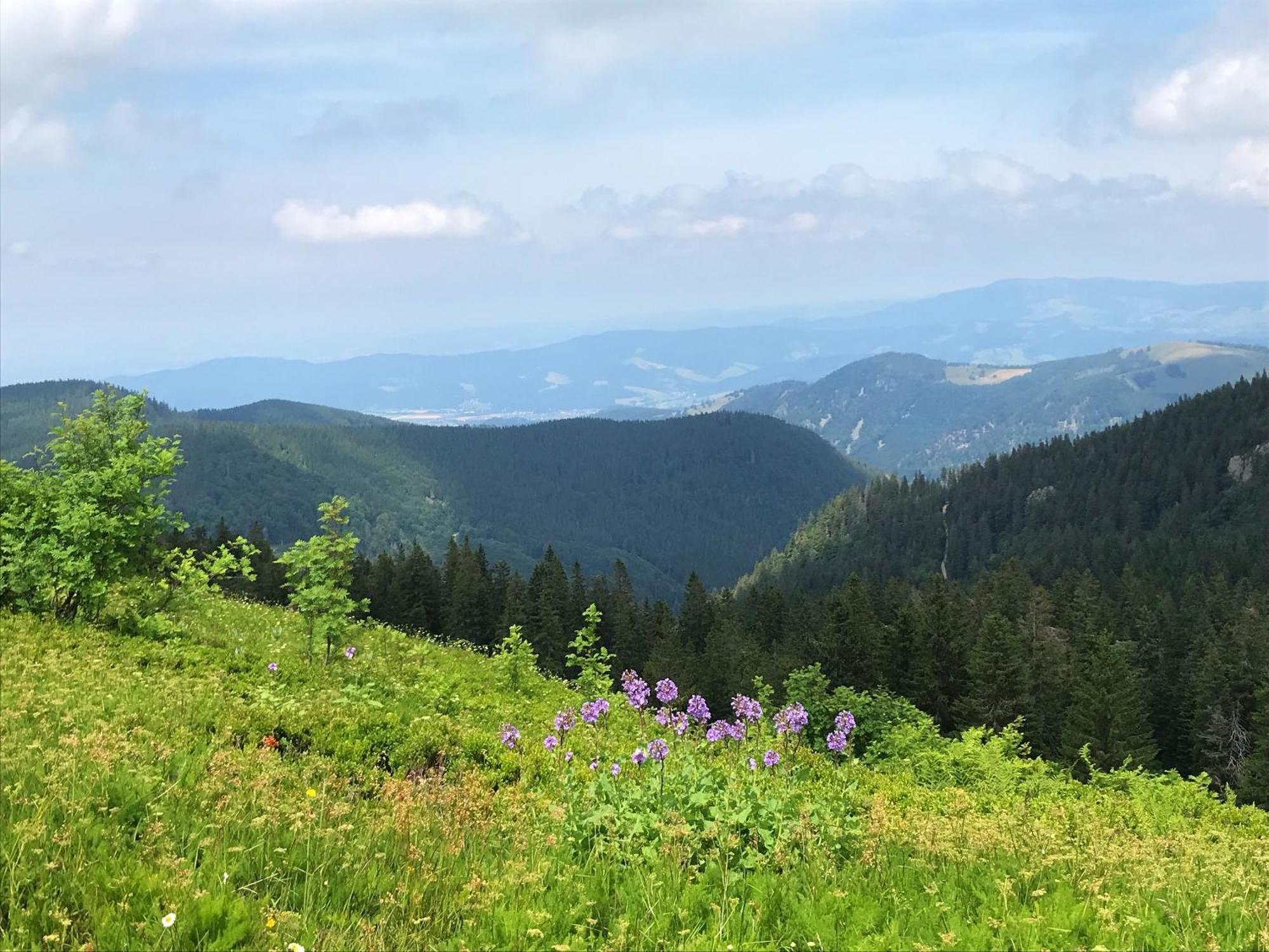 Ferienhaus Robin Titisee-Neustadt Buitenkant foto